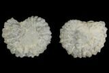 Pyritized/Agatized Ammonite (Pleuroceras) Fossil Pair - Germany #125371-3
